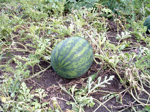 In Brandenburg wachsen jetzt auch Melonen gut!