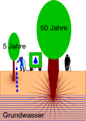 wurzeln